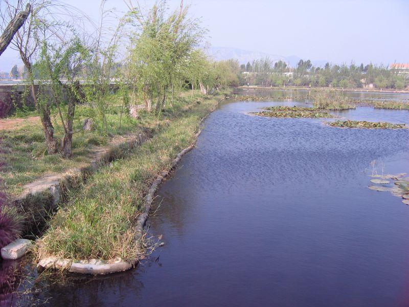 供应效益湿地水上草坪风车草图片