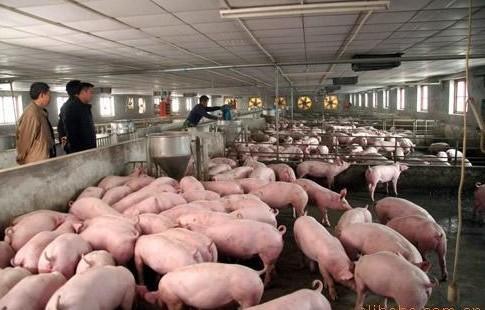 供应猪饲料，猪饲料价格，猪饲料批发，猪饲料厂家