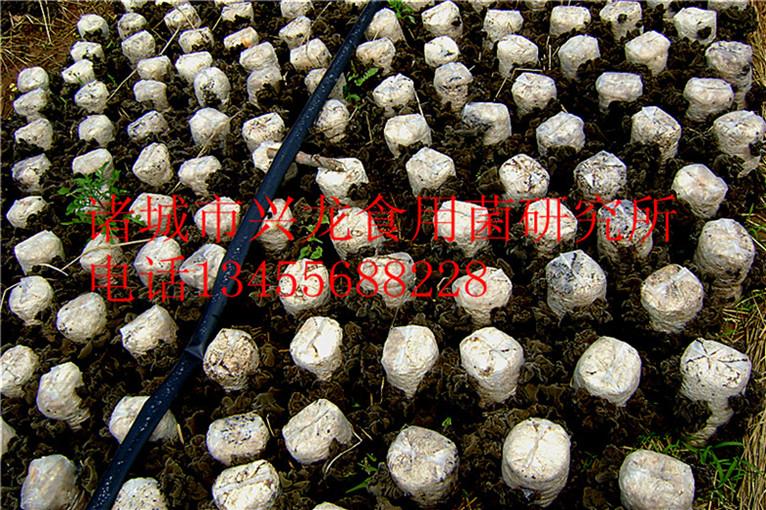 供应食用菌菌种棉籽皮鲜菇图片