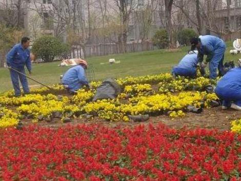 供应草花地被图片