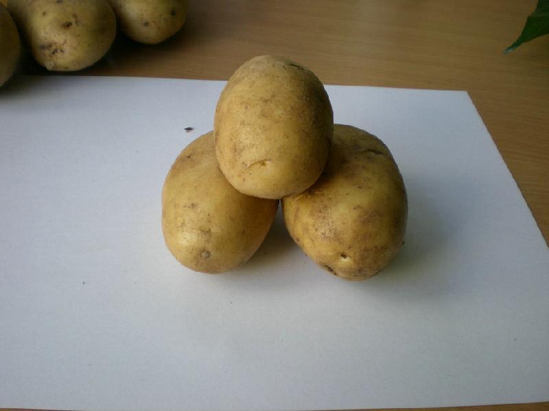 荷兰薯7号适应种植地区批发