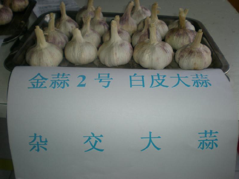 北京市金蒜2号白皮杂交大蒜种子厂家供应大蒜种子金蒜2号白皮杂交大蒜种子