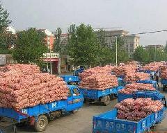 北京市金蒜2号白皮杂交大蒜种子厂家
