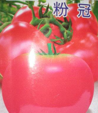 供应西红柿种子粉冠西红柿种子