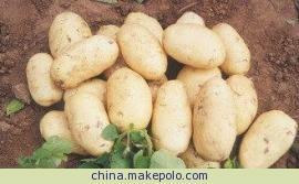 供应2191脱毒土豆种子大小白花图片