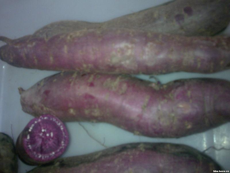 供应紫薯苗