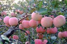 供应山东水果批发基地，优质红富士，山东苹果供应