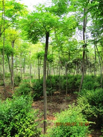 鄢陵中锋苗木基地