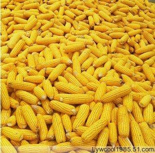 供应玉米碴东北玉米碴子绿色有机玉米碴东北特产大碴子玉米碴批发零售