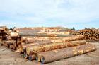 加拿大花旗松原木板材进口清关手续批发