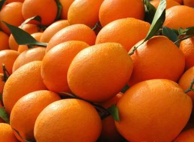 甜橙供应甜橙