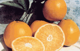 南平市甜橙厂家供应甜橙