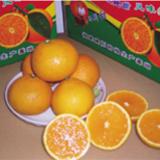 供应日本桔柚