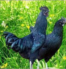 供应黑乌鸡鸡苗价格绿壳蛋鸡鸡苗行情哪里有黑乌鸡鸡苗黑乌鸡养殖