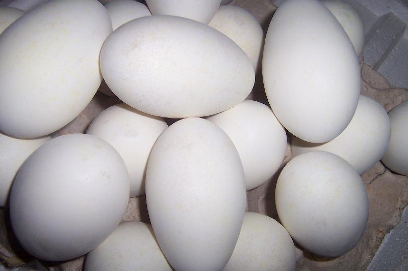 供应鹅蛋鹅蛋价格鹅蛋多少钱一个现在鹅蛋的价格鹅蛋批发价格图片
