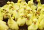供应扬州白鹅苗价格行情扬州白鹅产蛋率最高图片
