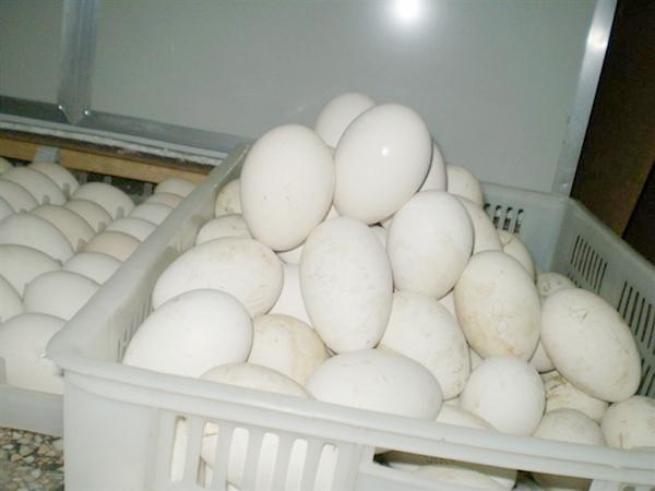 江苏鹅蛋价格礼品鹅蛋新鲜鹅蛋优质批发