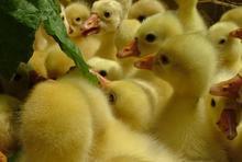 供应扬州白鹅苗价格行情扬州白鹅产蛋率最高图片