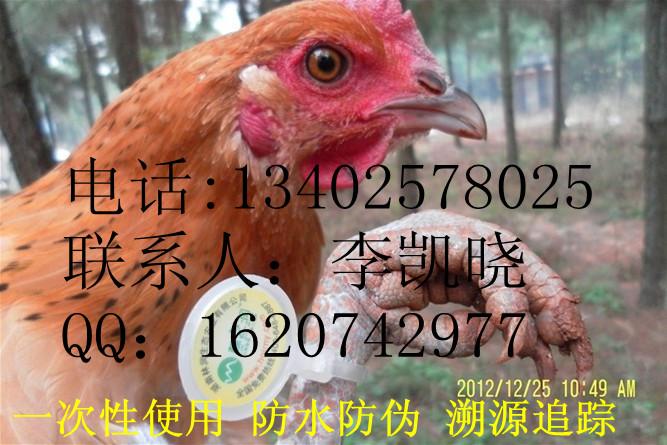 供应防伪二维码散养土鸡溯源追踪鸡脚环图片