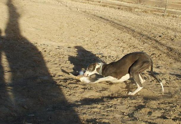 各种猎犬追兔的特技