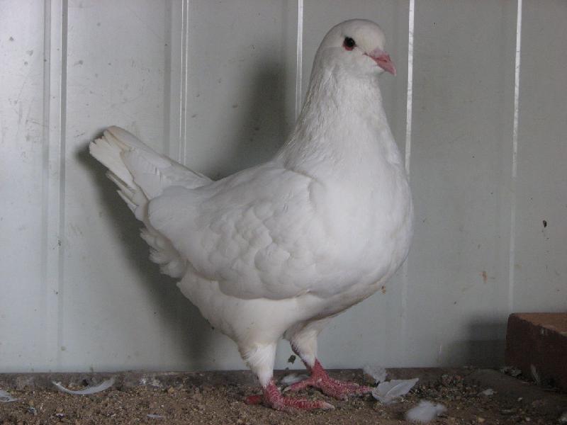 供应齐鲁种鸽养殖长年供应肉鸽