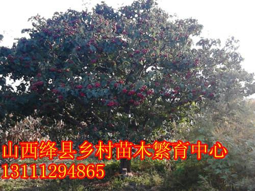 供应山西果树占地果树价格果树图片果树哪里有果树哪里便宜