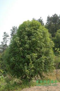 供应桂花 湖北桂花报价 荆门桂花基地 宜昌桂花资讯