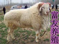 供应哪个季节最适合养殖肉羊？什么时候养羊最合适图片