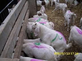 供应30斤重的白山羊育肥羊苗价格