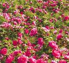 供应玫瑰精油提取液 冷香玫瑰扦插苗 冷香玫瑰花瓣图片