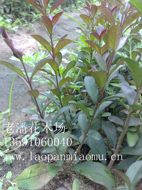 供应紫叶水腊扦插苗 高十厘米以上 根系发达生长旺盛 价钱低质量好欢迎图片