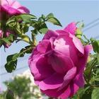供应玫瑰精油提取液 冷香玫瑰扦插苗 冷香玫瑰花瓣图片