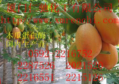 供应木瓜蛋白酶福建生产商批发价格，木瓜蛋白酶酶活力