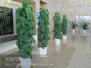 上海半岛酒店植物摆放批发