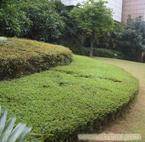 专业绿化养护上海绿化养护