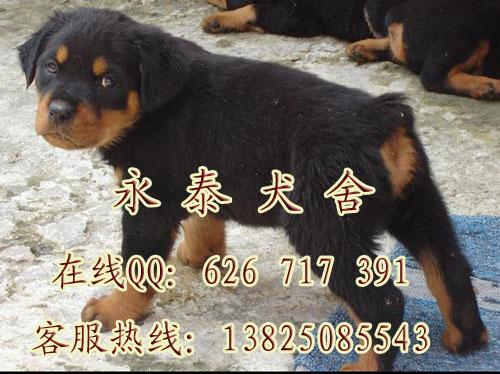 罗威纳犬图片|罗威纳犬样板图|广州罗威纳犬图
