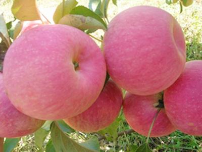 供应苹果苗苹果苗供应商苹果苗种植基地