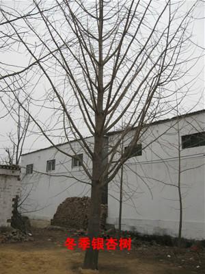 供应银杏树的种植方法