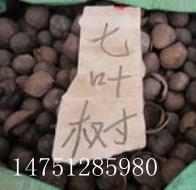 供应江苏新河七叶树种子/七叶树种植栽培技术/七叶树种子价格图片