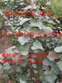 2013年热销的乡土树种巨紫荆苗批发