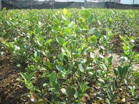 供应江西油茶苗种植技术团队
