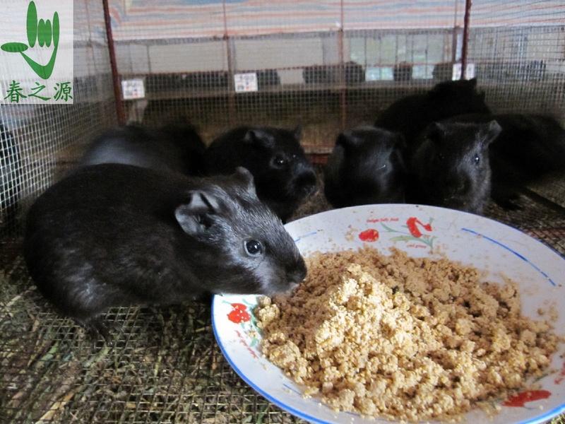 肉食豚鼠 黑豚 豚狸 肉豚 天竺鼠 中华黑豚 供应中国黑豚鼠特种养殖