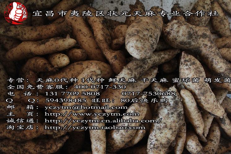 供应6万斤乌红杂交天麻1代种子/状元天麻/天麻种子植技术图片