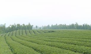 雅安市大叶种茶树苗厂家大叶种茶树苗基地批发价格多少钱