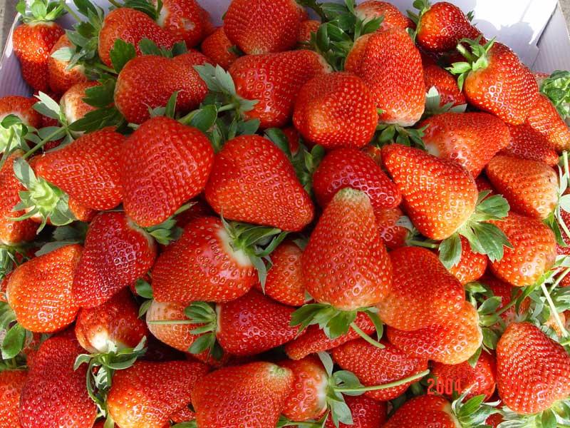 大棚种植草莓技术 大棚草莓种植有技术,种出的草莓鸡蛋大
