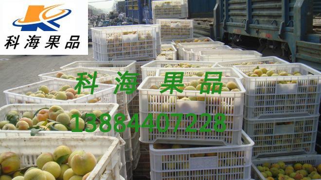 供应安徽黄桃原料价格/83黄桃原料