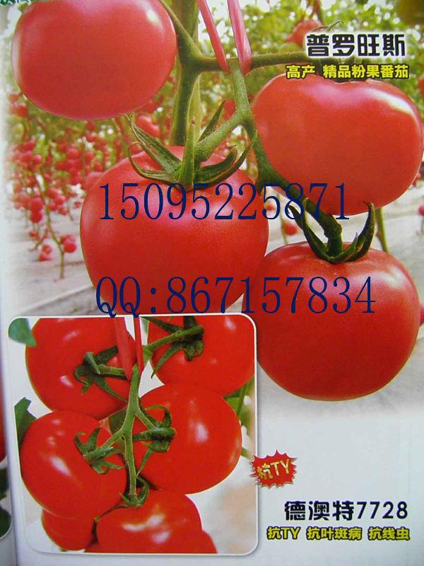 德澳特302普罗旺斯7728等番茄种批发