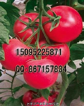 法拉利番茄种子种苗批发