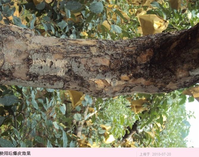 供应腐烂病症状树皮腐烂用台湾洗树净图片