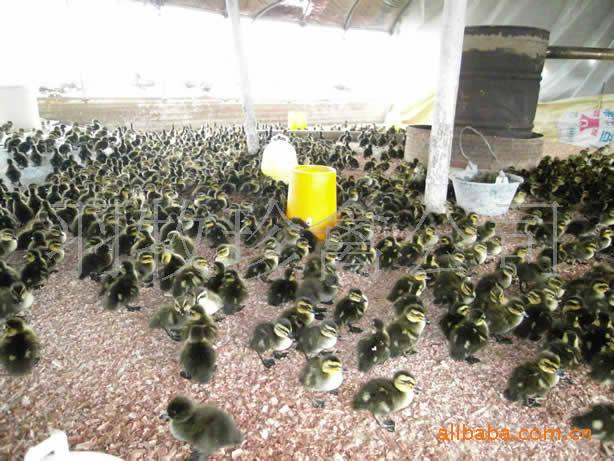 供应万州土鸡苗养殖，万州土鸡苗养殖最低价，万州土鸡苗养殖厂价图片